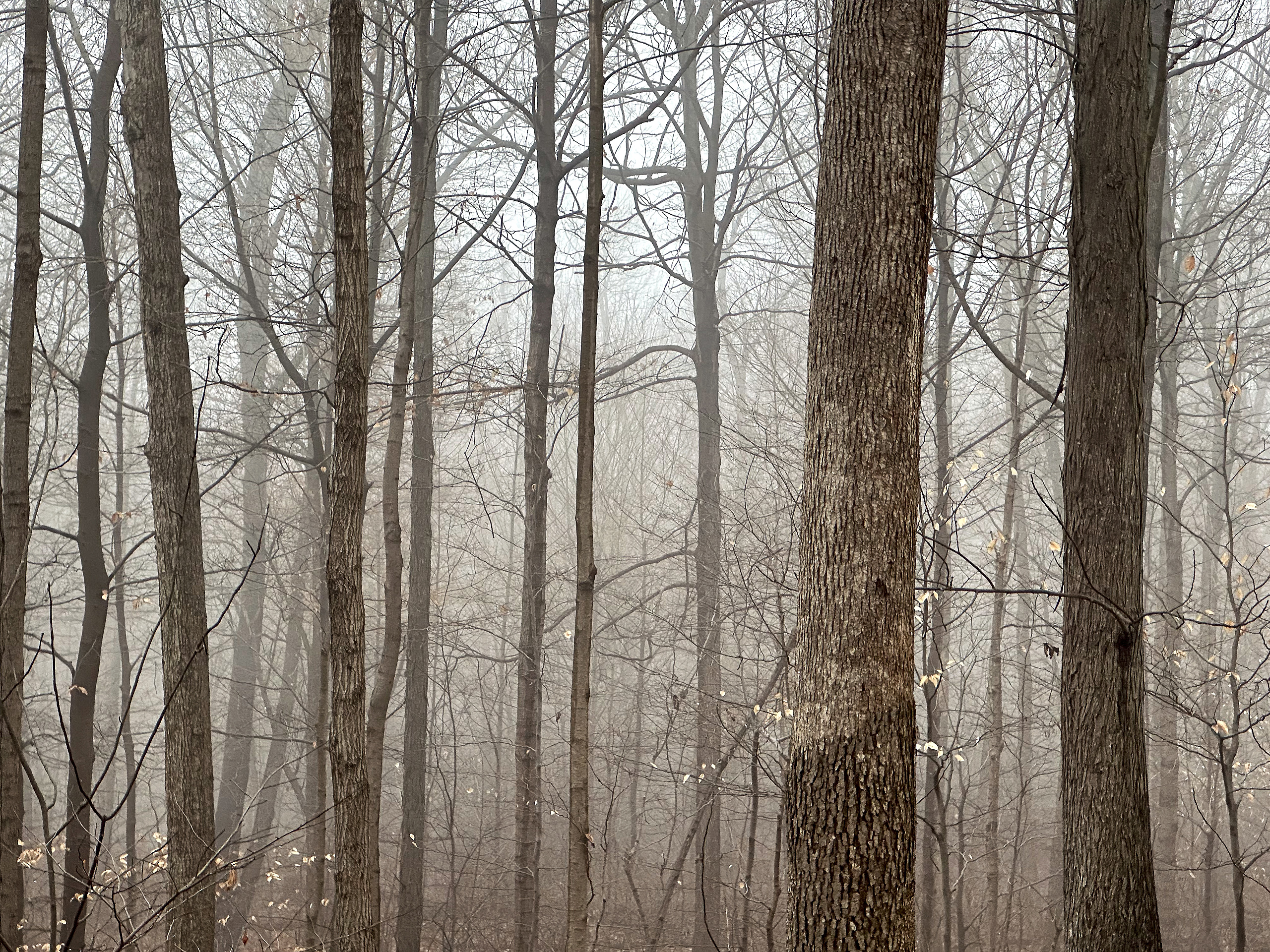 Fog moving through Greystone forest
