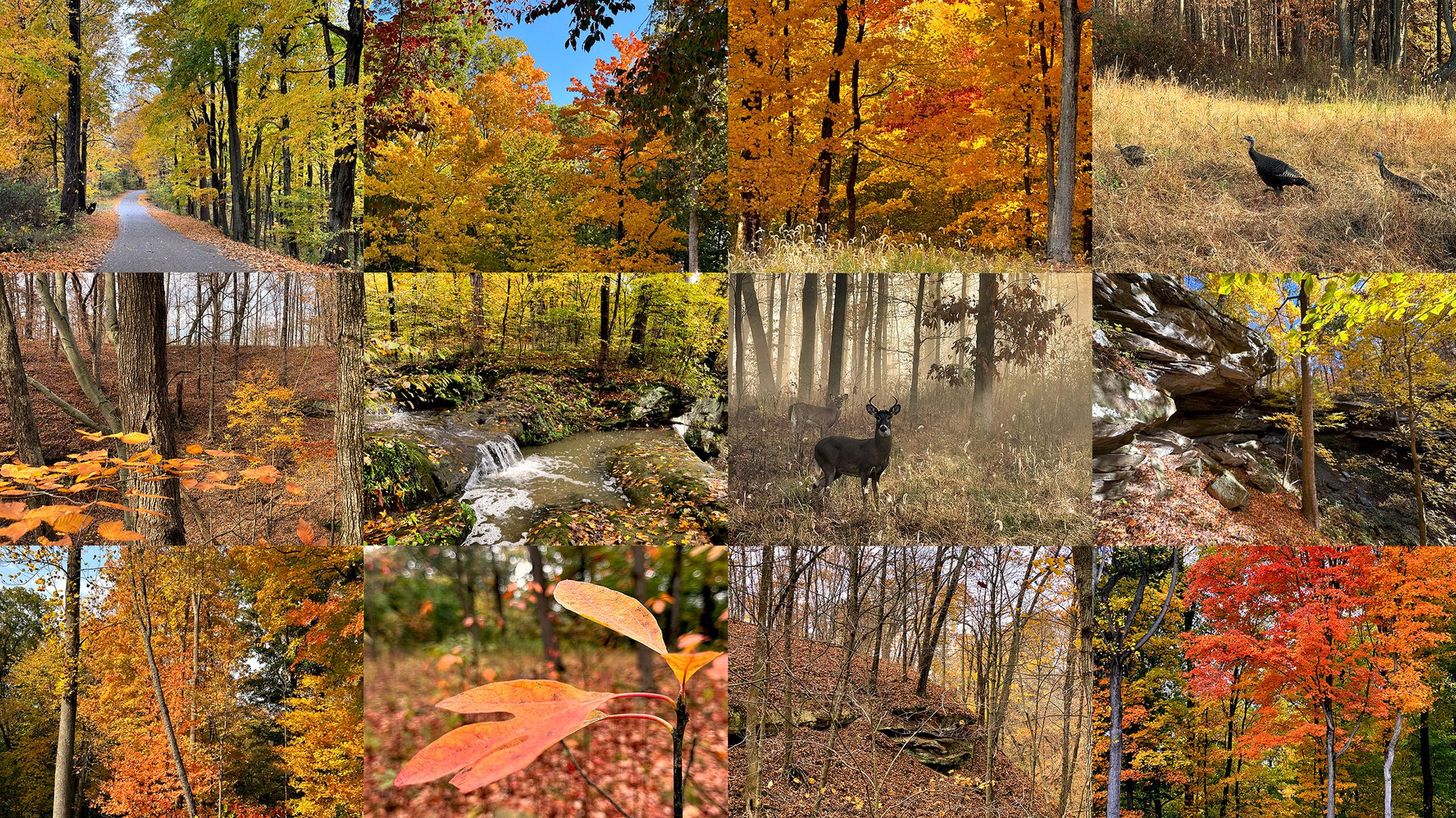 GREYSTONE property in fall