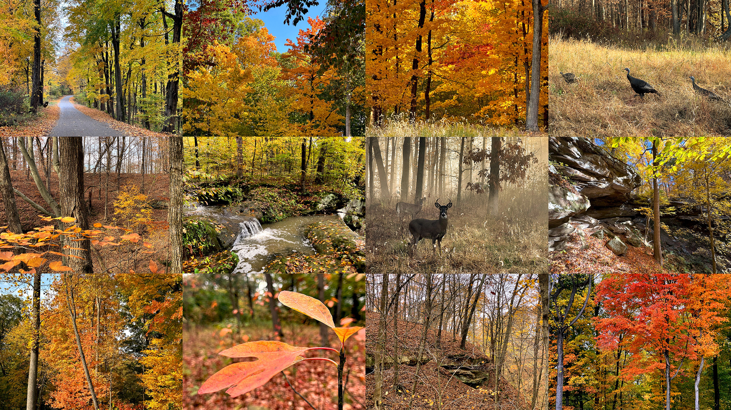 Greystone property in fall