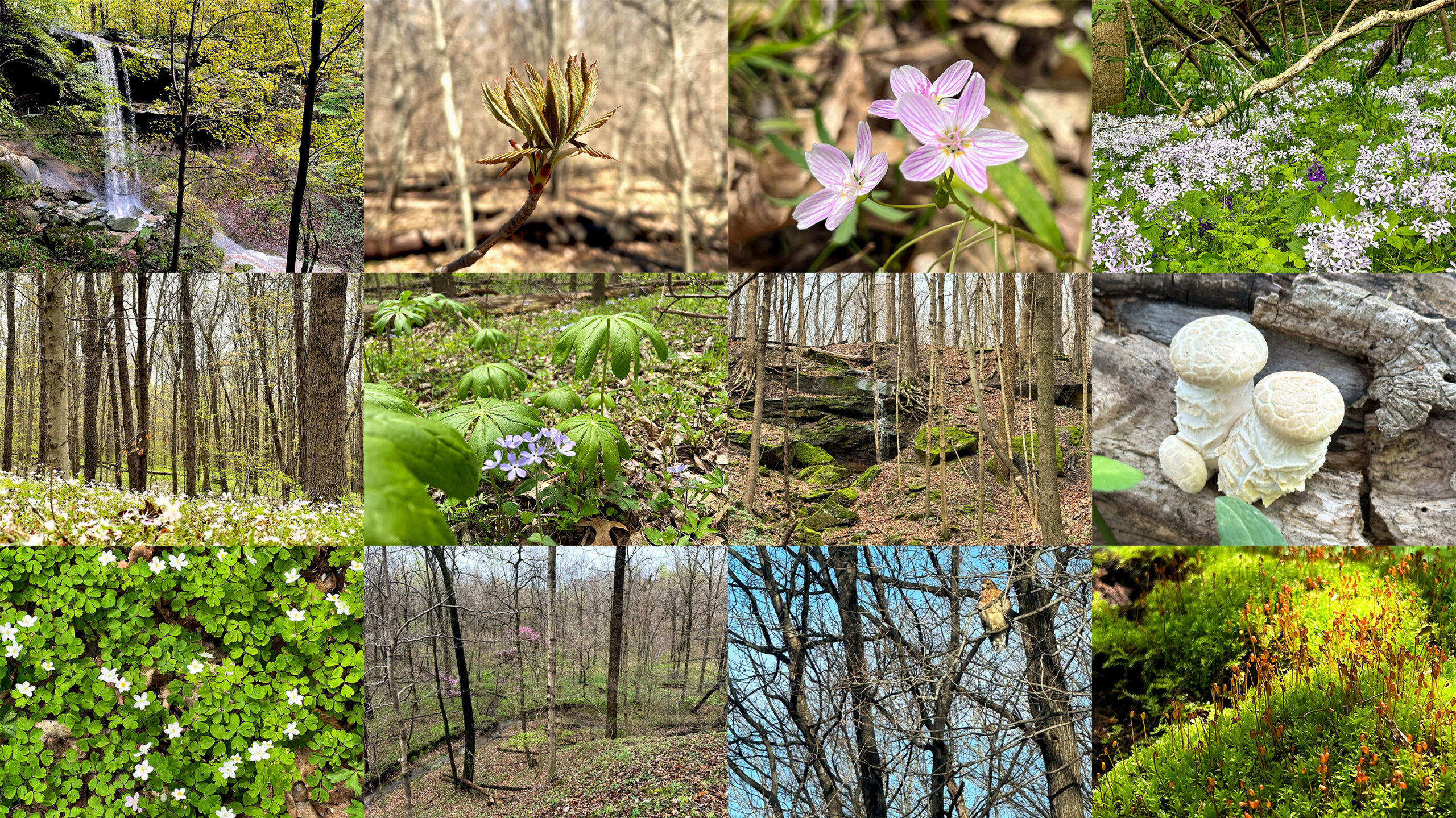 Greystone property in spring