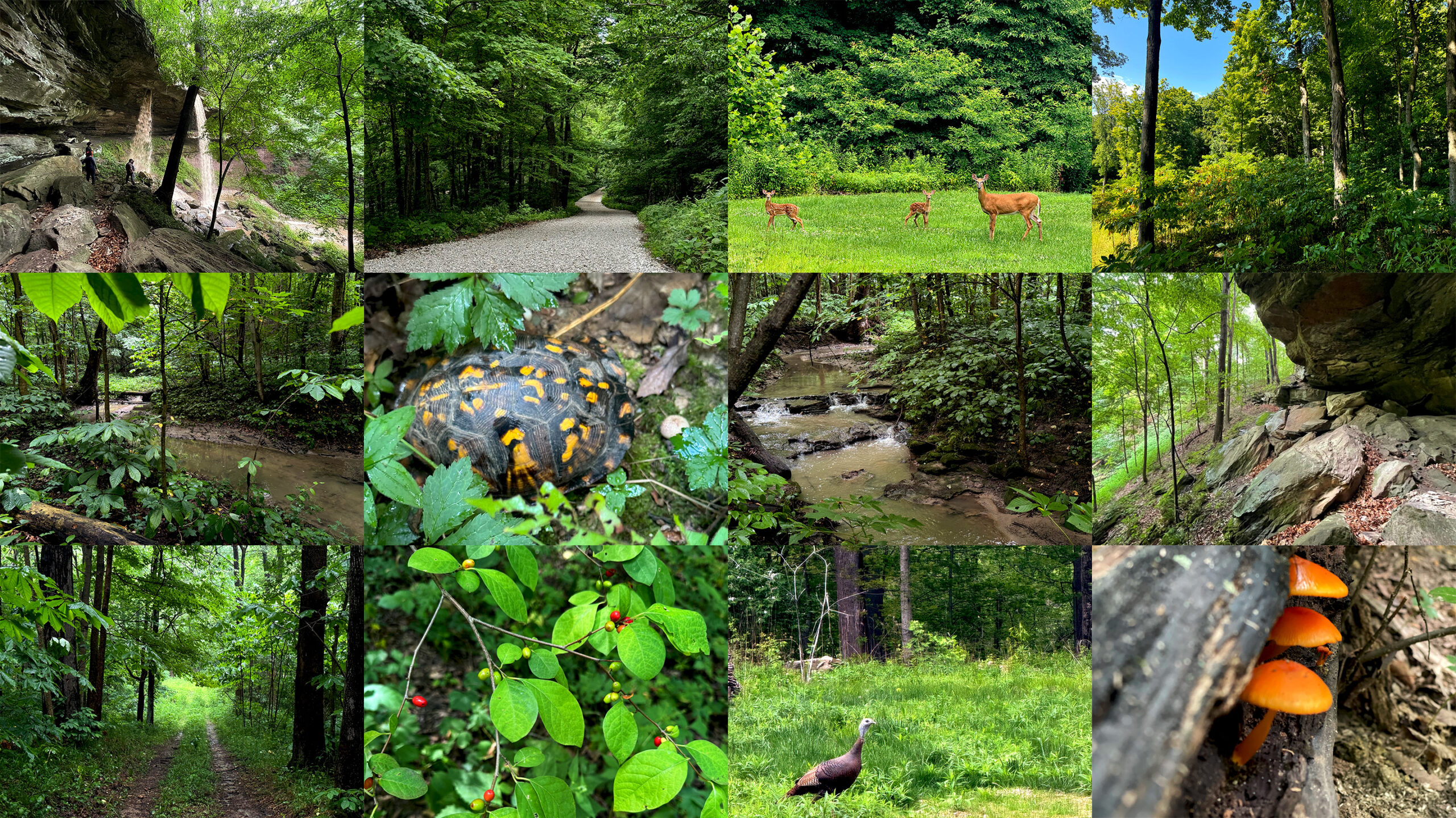 Greystone property in summer