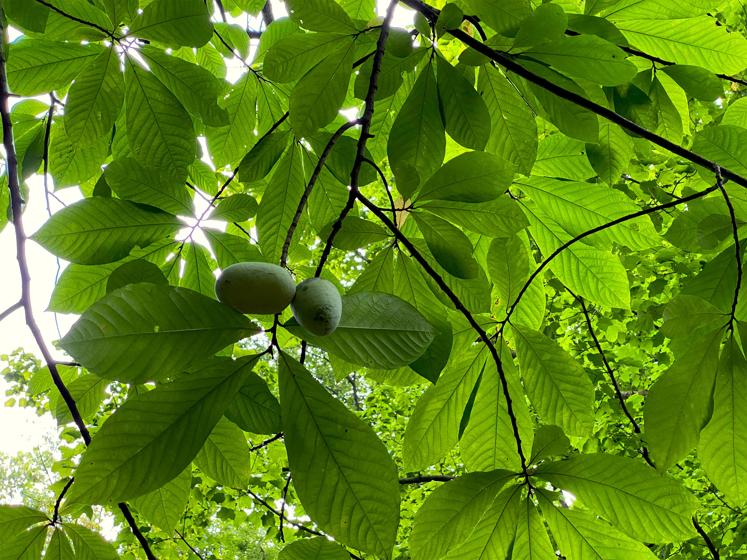 Greystone meadow and forest edge