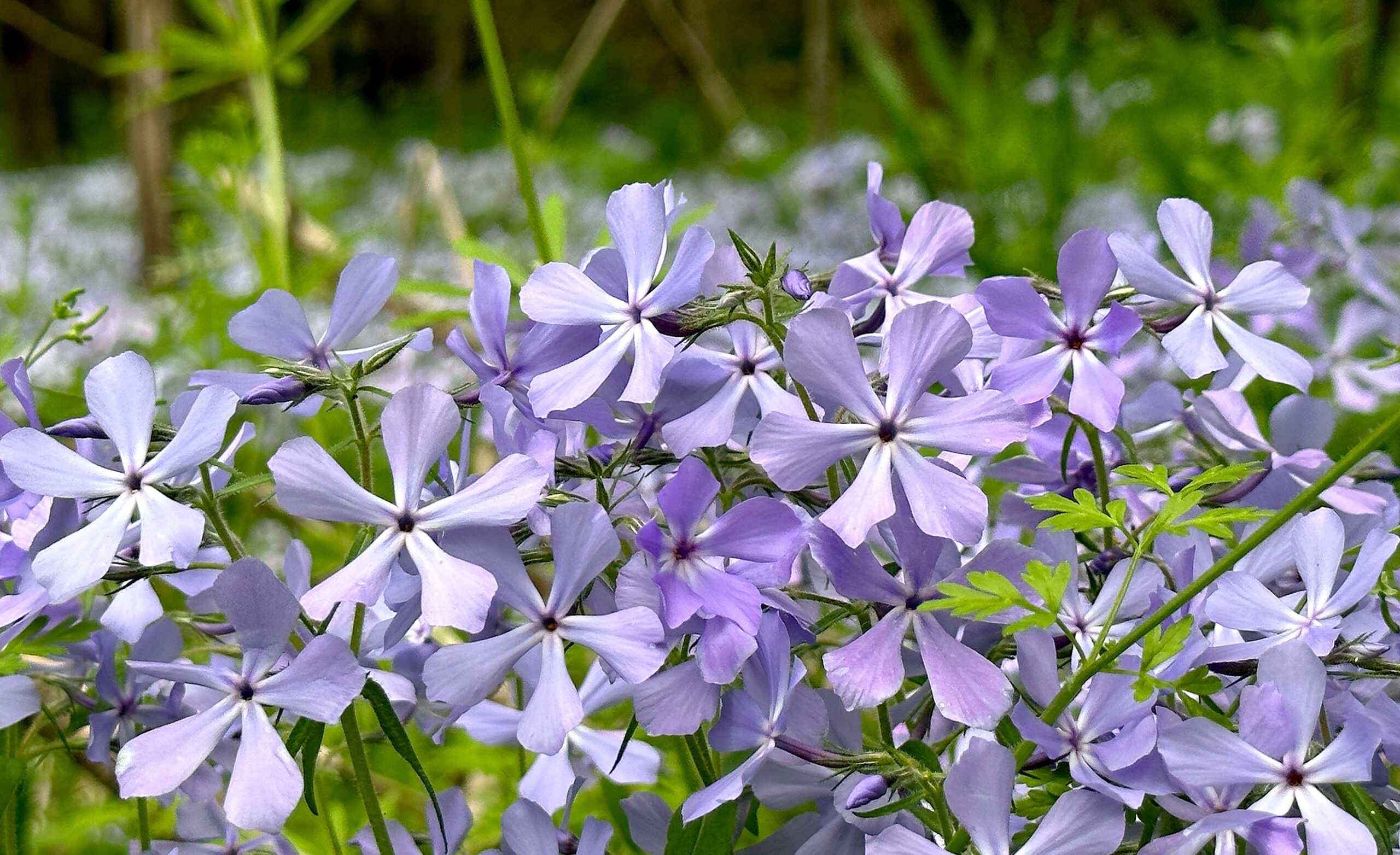 Greystone natural terrain
