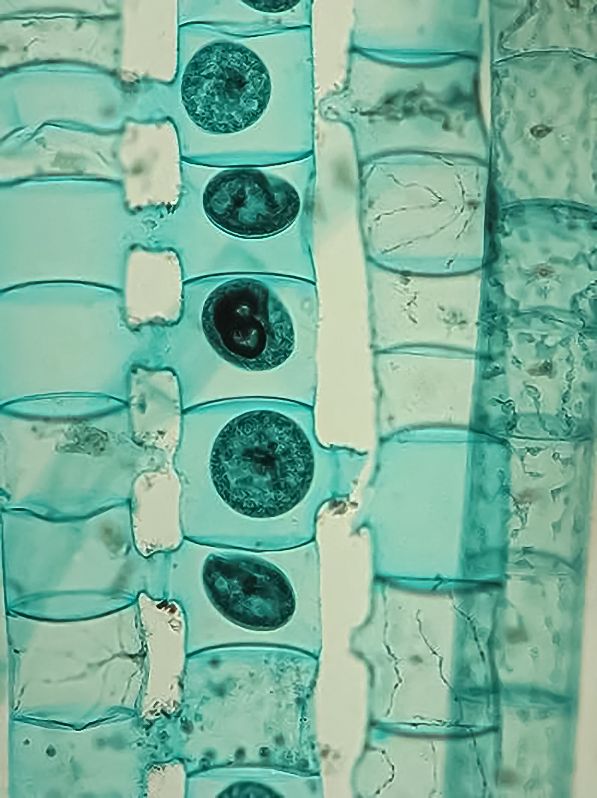 Cellular restoration treatments at luxury wellness spa