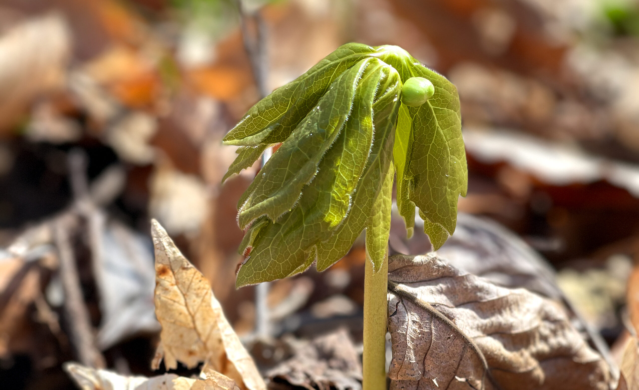 Greystone forest canopy