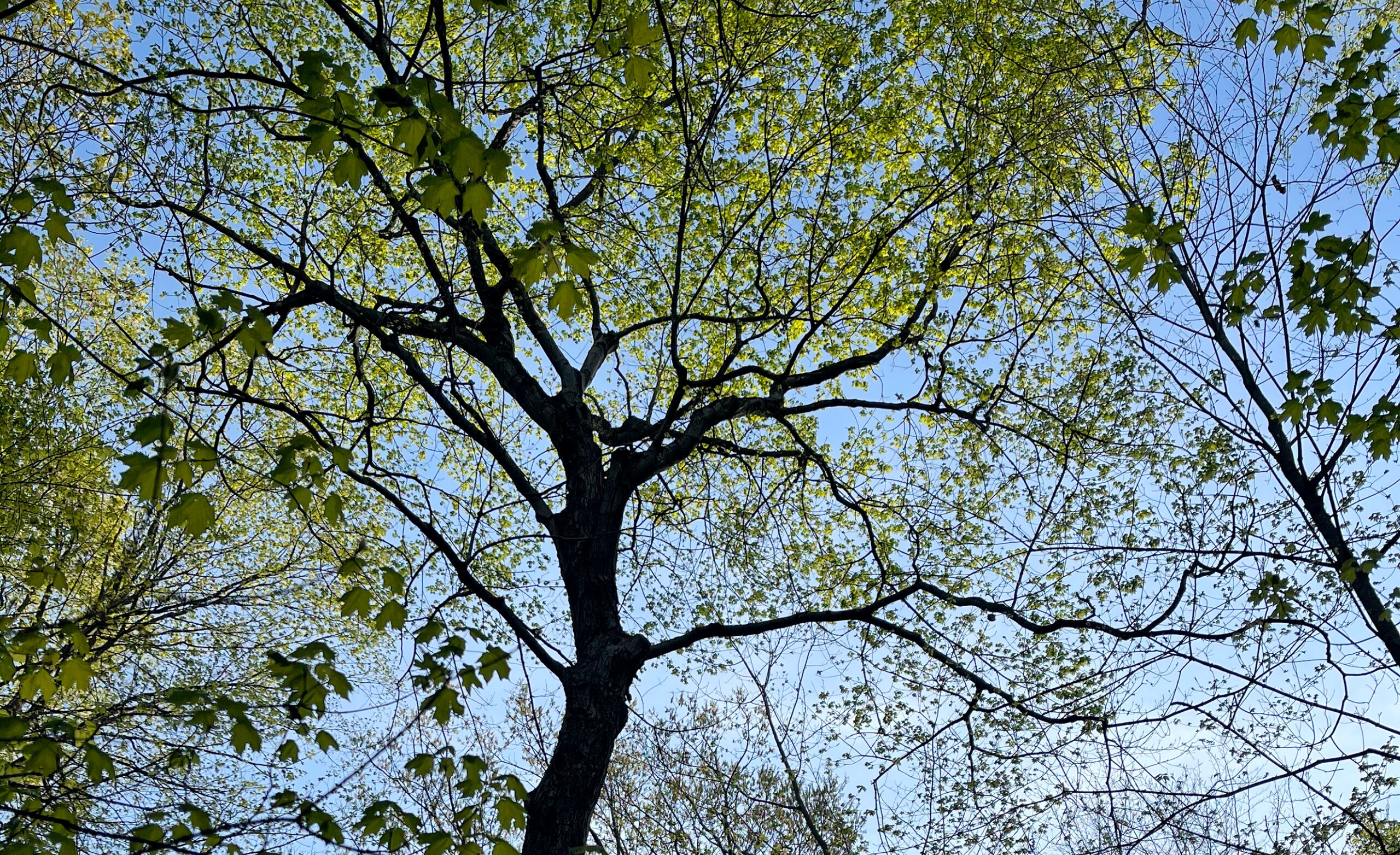 Greystone property landscape