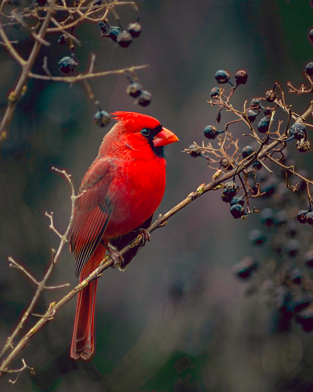 Birding in Indiana woodland