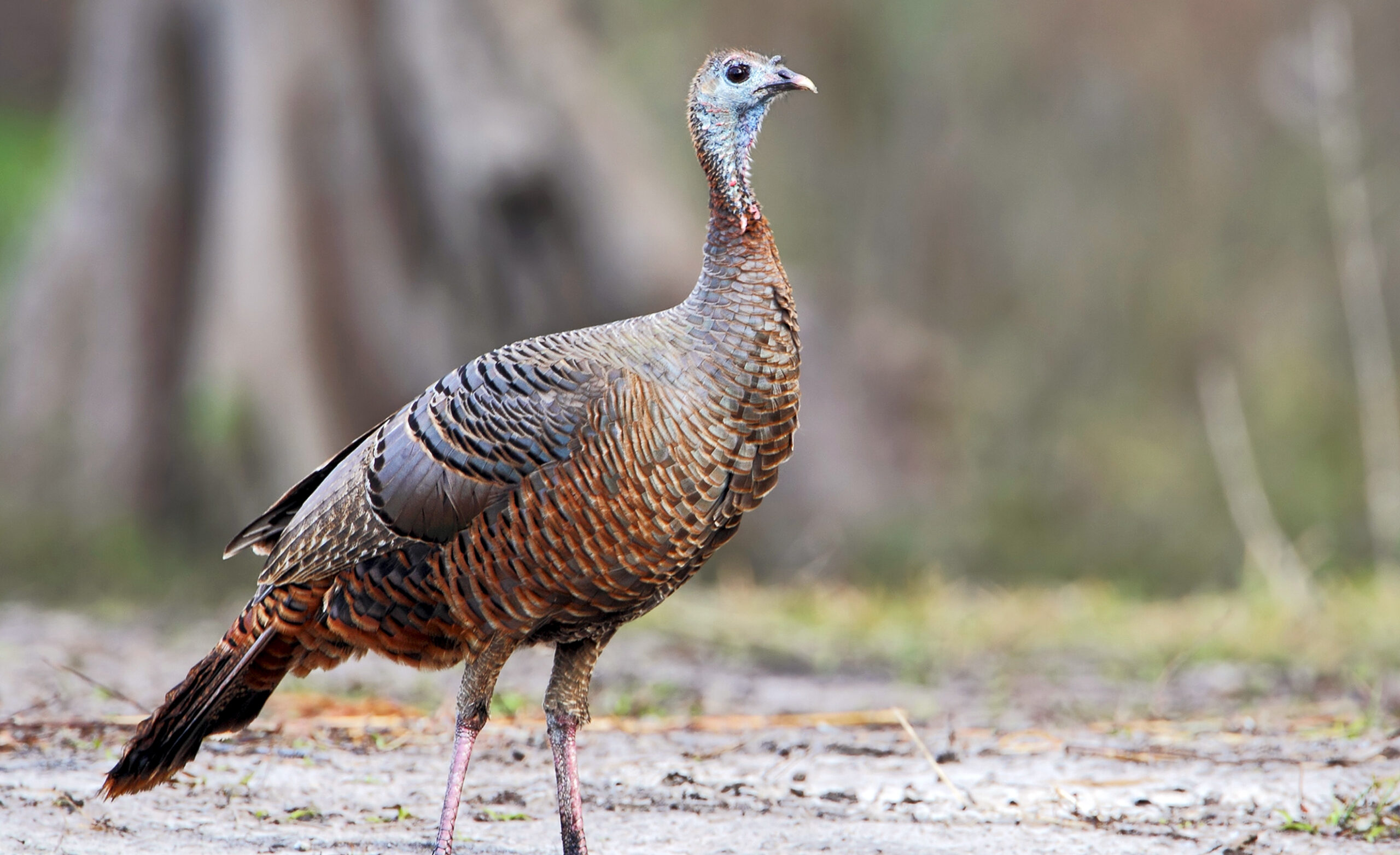 Wild turkey on Greystone property
